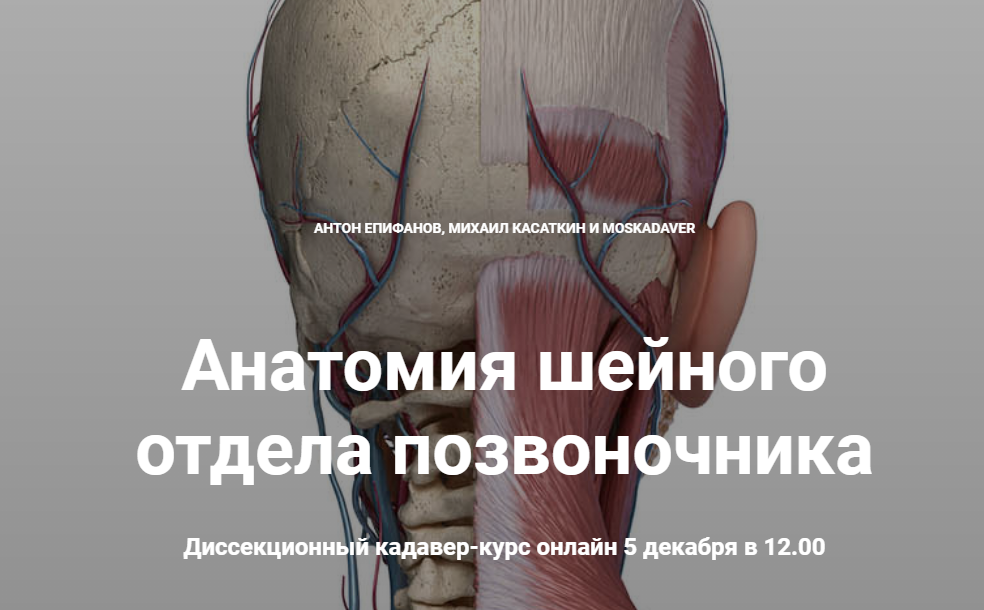 Анатомия шейного отдела позвоночника (Антон Епифанов, Михаил Касаткин)