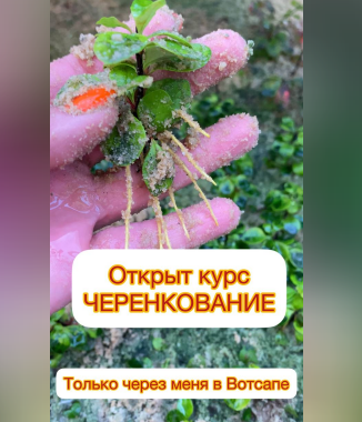 Черенкование (Ева. Сад своими руками)