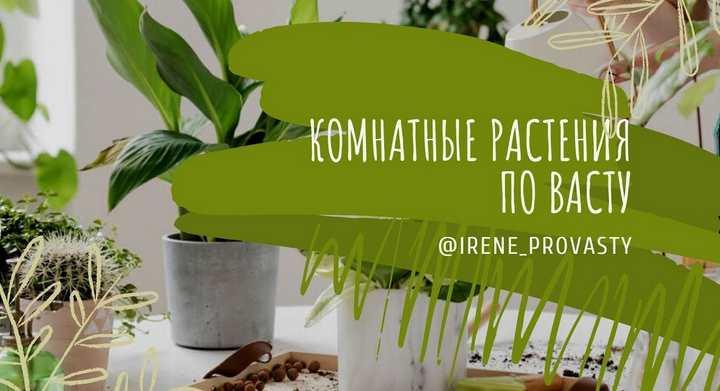 Обложка курса «Комнатные растения по ВАСТУ (Ирина Еремеева)»