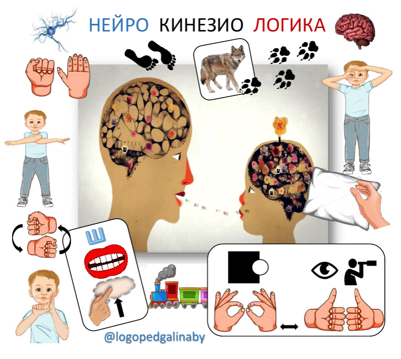 Обложка курса «Нейро Кинезио Логика (logopedgalinaby)»