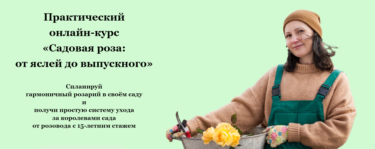 Садовая роза от яслей до выпускного. Тариф Ясли (Софья Шамрай)