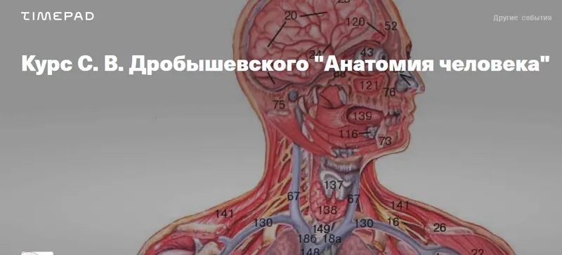 Скачать курс «Анатомия человека (Станислав Дробышевский)» — слив курса